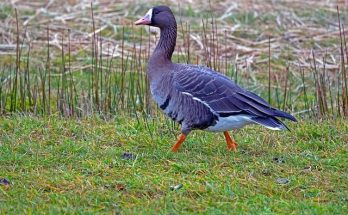 A nagy lilik (Anser albifrons) megjelenése, életmódja, szaporodása