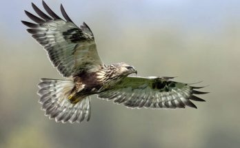 A gatyás ölyv (Buteo lagopus) megjelenése, életmódja, szaporodása