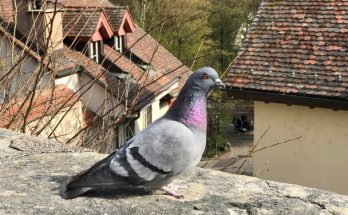 A házi galamb vagy röviden galamb (Columba livia domestica) megjelenése, életmódja, szaporodása