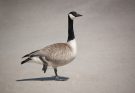 A kanadai lúd (Branta canadensis) megjelenése, életmódja, szaporodása