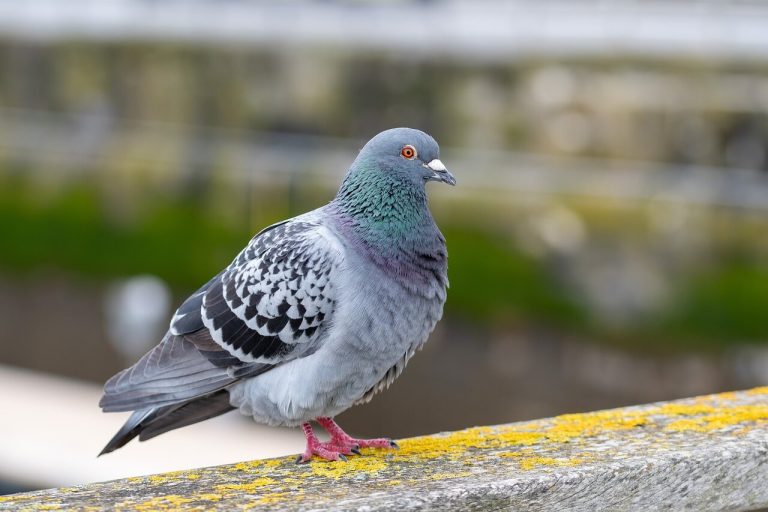 A kék galamb (Columba oenas) megjelenése, életmódja, szaporodása