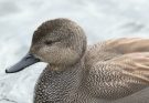 A kendermagos réce (Anas strepera) megjelenése, életmódja, szaporodása