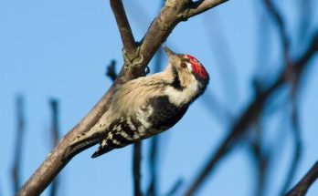 A kis fakopáncs (Dryobates minor) megjelenése, életmódja, szaporodása