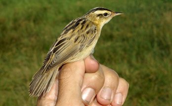 A csíkosfejű nádiposzáta (Acrocephalus paludicola) megjelenése, életmódja, szaporodása