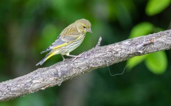 A csicsörke (Serinus serinus) megjelenése, életmódja, szaporodása