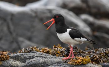 Csigaforgató (Haematopus ostralegus) megjelenése, életmódja, szaporodása