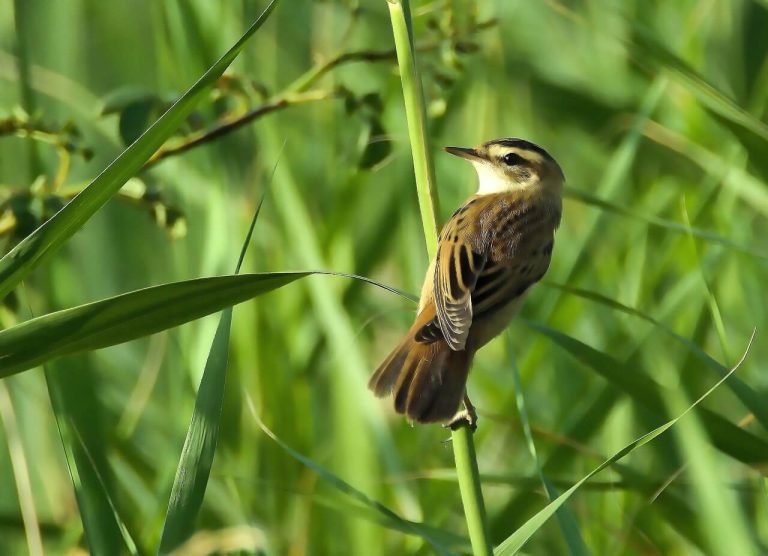 A csíkosfejű nádiposzáta (Acrocephalus paludicola) megjelenése, életmódja, szaporodása