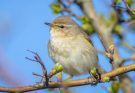 A csilpcsalpfüzike (Phylloscopus collybita) megjelenése, életmódja, szaporodása