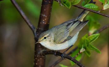 A csilpcsalpfüzike (Phylloscopus collybita) megjelenése, életmódja, szaporodása