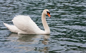 A bütykös hattyú (Cygnus olor) megjelenése, életmódja, szaporodása