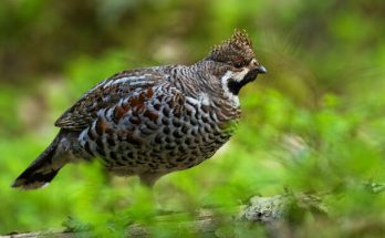 A császármadár (Tetrastes bonasia) megjelenése, életmódja, szaporodása