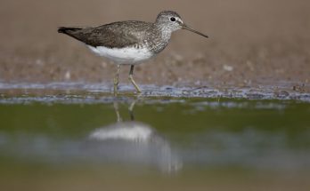 Az erdei cankó (Tringa ochropus) megjelenése, életmódja, szaporodása