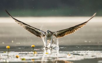 A halászsas (Pandion haliaetus) megjelenése, életmódja, szaporodása