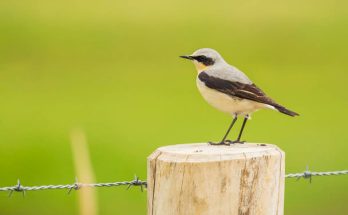 A hantmadár (Oenanthe oenanthe) megjelenése, életmódja, szaporodása