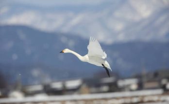 A kis hattyú (Cygnus columbianus) megjelenése, életmódja, szaporodása