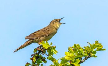 A réti tücsökmadár (Locustella naevia) megjelenése, életmódja, szaporodása