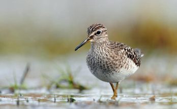 A réti cankó (Tringa glareola) megjelenése, életmódja, szaporodása