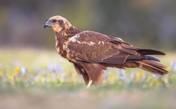 A barna rétihéja (Circus aeruginosus) megjelenése, életmódja, szaporodása