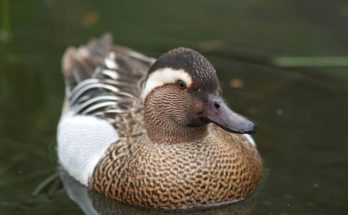 A böjti réce (Anas querquedula) megjelenése, életmódja, szaporodása