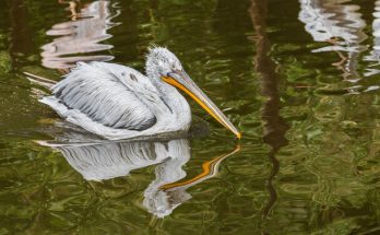 A borzas gödény (Pelecanus crispus) megjelenése, életmódja, szaporodása