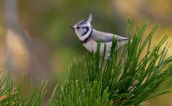 A búbos cinege (Lophophanes cristatus) megjelenése, életmódja, szaporodása