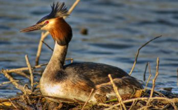 A búbos vöcsök (Podiceps cristatus) megjelenése, életmódja, szaporodása