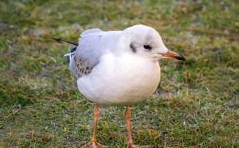 A dankasirály (Chroicocephalus ridibundus) megjelenése, életmódja, szaporodása