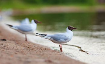 A dankasirály (Chroicocephalus ridibundus) megjelenése, életmódja, szaporodása