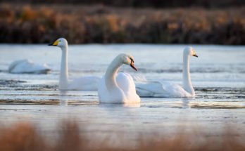 Az énekes hattyú, sárgaorrú hattyú (Cygnus cygnus) megjelenése, életmódja, szaporodása