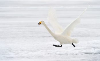 Az énekes hattyú, sárgaorrú hattyú (Cygnus cygnus) megjelenése, életmódja, szaporodása