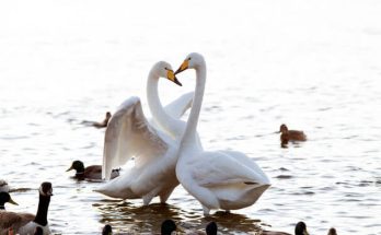 Az énekes hattyú, sárgaorrú hattyú (Cygnus cygnus) megjelenése, életmódja, szaporodása