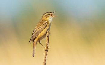 A foltos nádiposzáta (Acrocephalus schoenobaenus) megjelenése, életmódja, szaporodása