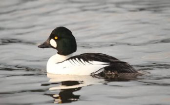 A kerceréce (Bucephala clangula) megjelenése, életmódja, szaporodása