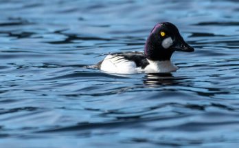 A kerceréce (Bucephala clangula) megjelenése, életmódja, szaporodása