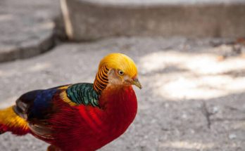 Az aranyfácán (Chrysolophus pictus) megjelenése, életmódja, szaporodása