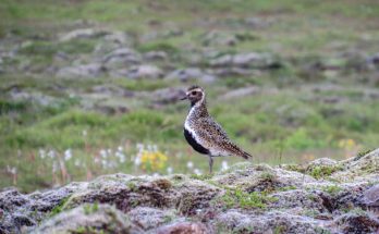 Az aranylile (Pluvialis apricaria) megjelenése, életmódja, szaporodása