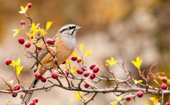 A bajszos sármány (Emberiza cia) megjelenése, életmódja, szaporodása