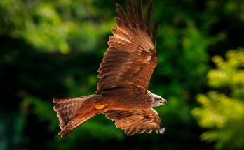 A barna kánya (Milvus migrans) megjelenése, életmódja, szaporodása