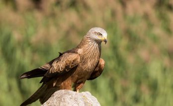 A barna kánya (Milvus migrans) megjelenése, életmódja, szaporodása