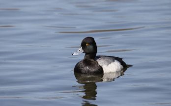 A búbos réce (Aythya affinis) megjelenése, életmódja, szaporodása