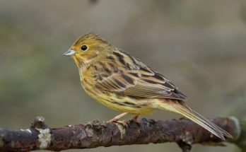 A citromsármány (Emberiza citrinella) megjelenése, életmódja, szaporodása