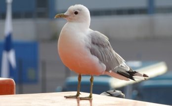 A háromujjú csüllő (Rissa tridactyla) megjelenése, életmódja, szaporodása