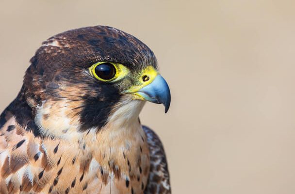 Az Eleonóra-sólyom (Falco eleonorae) megjelenése, életmódja, szaporodása