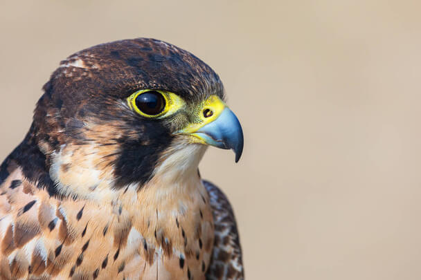 Az Eleonóra-sólyom hangja (Falco eleonorae)  