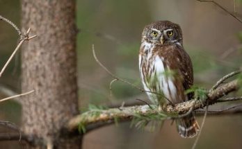 Az európai törpekuvik (Glaucidium passerinum) megjelenése, életmódja, szaporodása