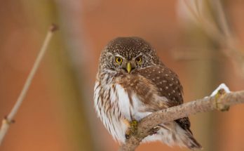 Az európai törpekuvik (Glaucidium passerinum) megjelenése, életmódja, szaporodása