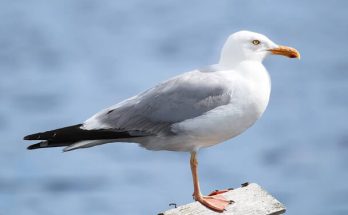 Az ezüstsirály (Larus argentatus) megjelenése, életmódja, szaporodása