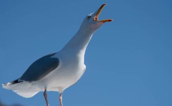 Az ezüstsirály (Larus argentatus) megjelenése, életmódja, szaporodása