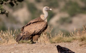 A fakó keselyű (Gyps fulvus) megjelenése, életmódja, szaporodása