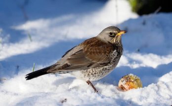 A fenyőrigó (Turdus pilaris) megjelenése, életmódja, szaporodása